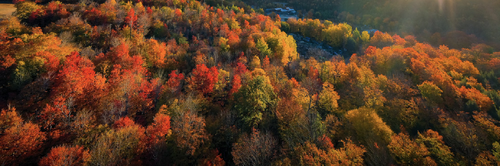 Trees in the fall with autumn leaves